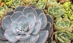 小鲜肉多肉馆爆料视频播放,视频播放量惊人揭秘馆内魅力