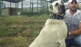 大狗狗在线观看,萌宠奇遇记，在线观看温馨来袭